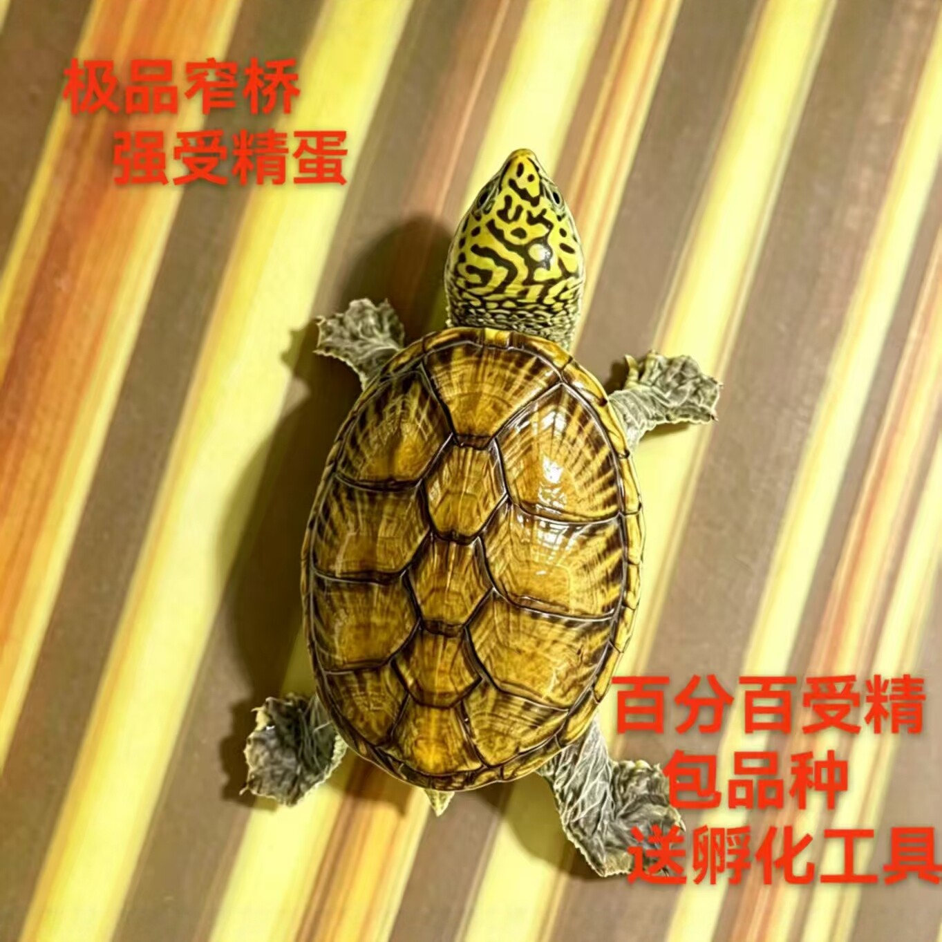 窄桥乌龟龟蛋窄桥蛋龟受精蛋蛋龟之王包受精包品种包配套孵化工具