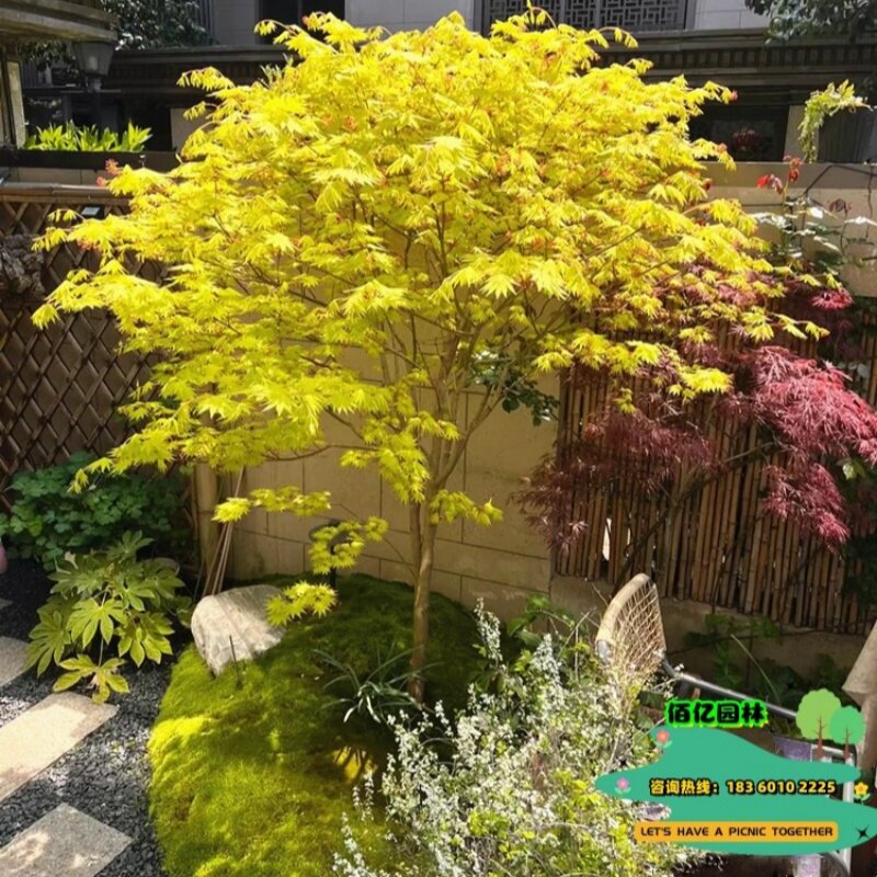 大型耐寒彩叶绿化风景树珊瑚阁图片