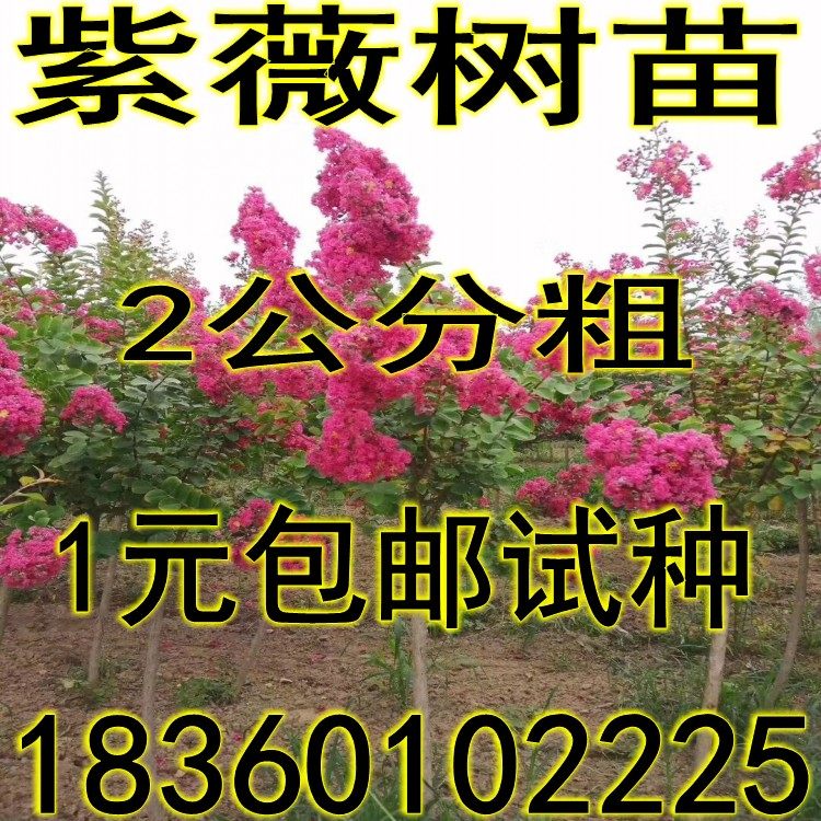 绿化苗木 紫薇树苗 占地拆迁紫薇苗 紫薇小苗 红火箭紫薇 花期长在类目 鲜花速递/花卉仿真/绿植园艺, 花园植物/行道树/果树, 行道树/乔木中 - 来自Buy2taobao.com提供专业的淘宝代购服务