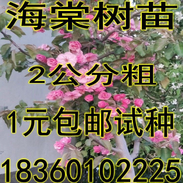 绿化苗木 西府海棠 垂丝海棠 北美海棠树苗 海棠花苗 高杆海棠苗在类目 鲜花速递/花卉仿真/绿植园艺, 花园植物/行道树/果树, 行道树/乔木中 - 来自Buy2taobao.com提供专业的淘宝代购服务