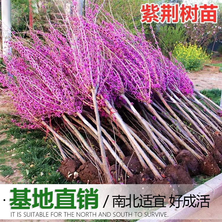 紫荆花树苗室外耐寒花卉植物庭院丛生四季开花绿化工程紫荆树苗