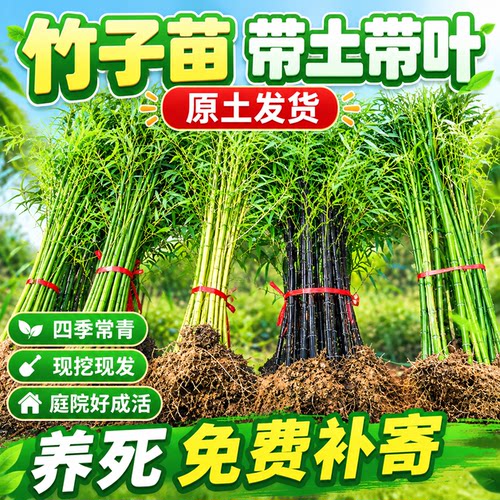 竹子苗紫竹罗汉竹黄金竹金镶玉竹四季常青竹庭院北方耐寒树苗盆栽
