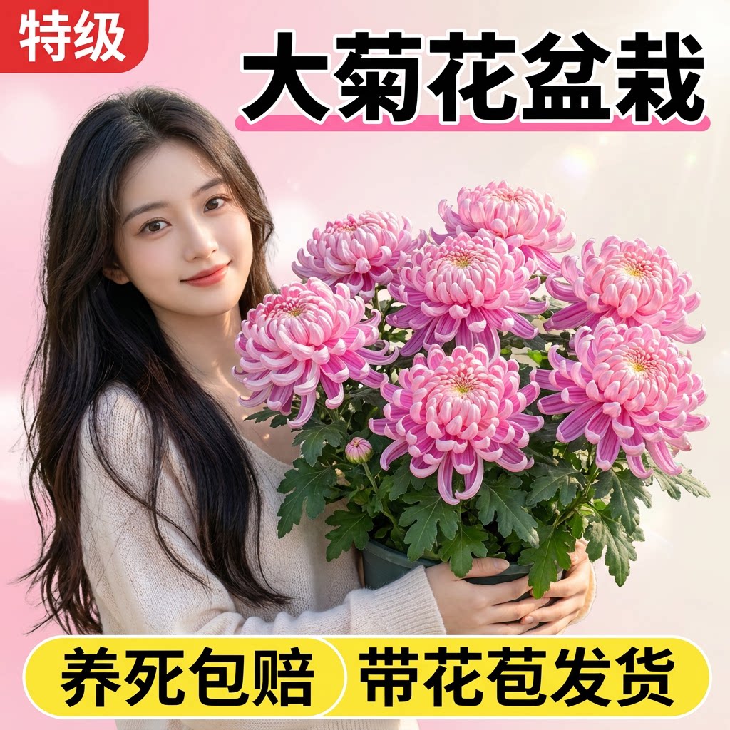菊花盆栽四季带花苞秋菊大花苗耐寒室内外庭院种植花卉九月菊