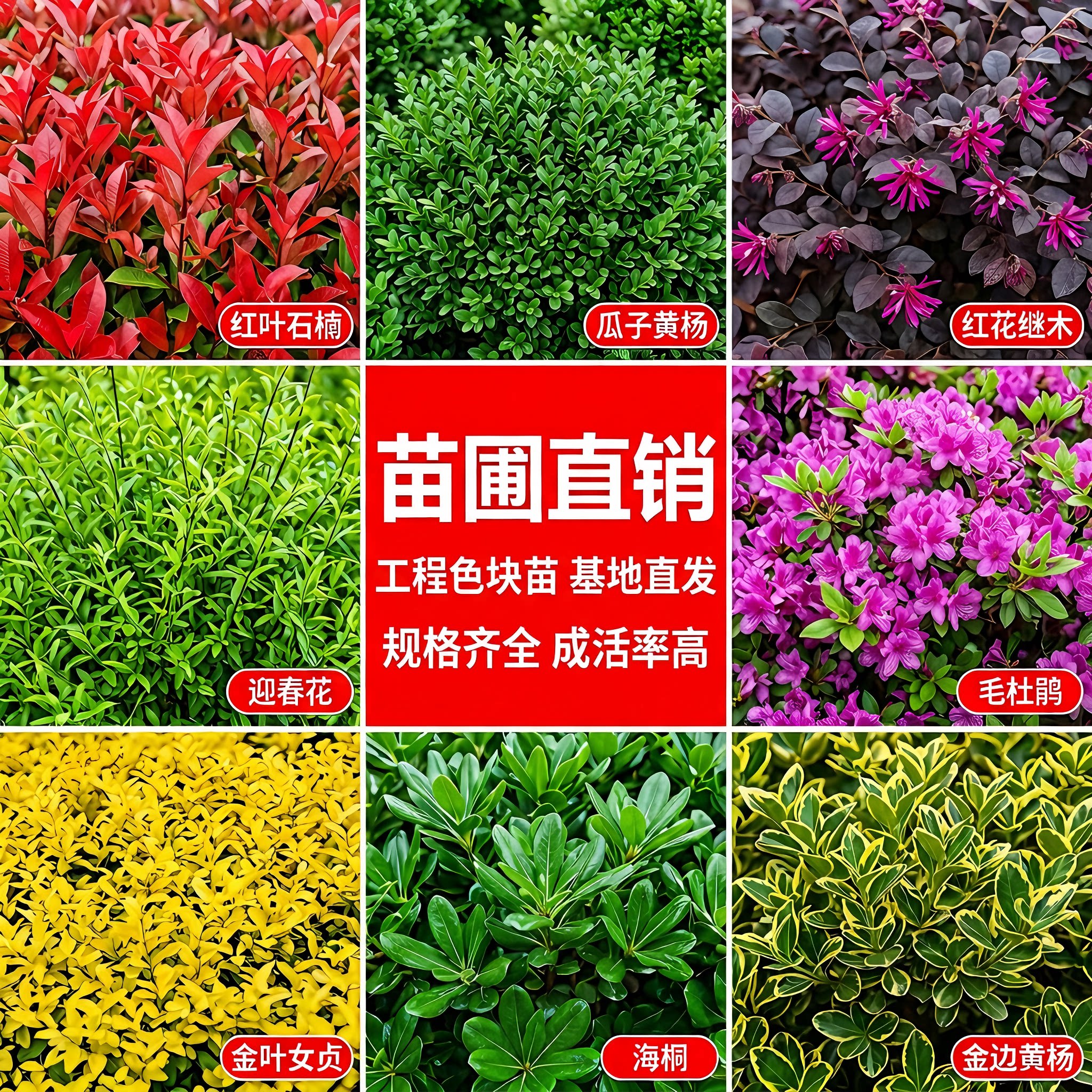 红叶石楠红花继木小苗迎春花毛杜鹃苗瓜子黄杨灌木色块绿化工程苗