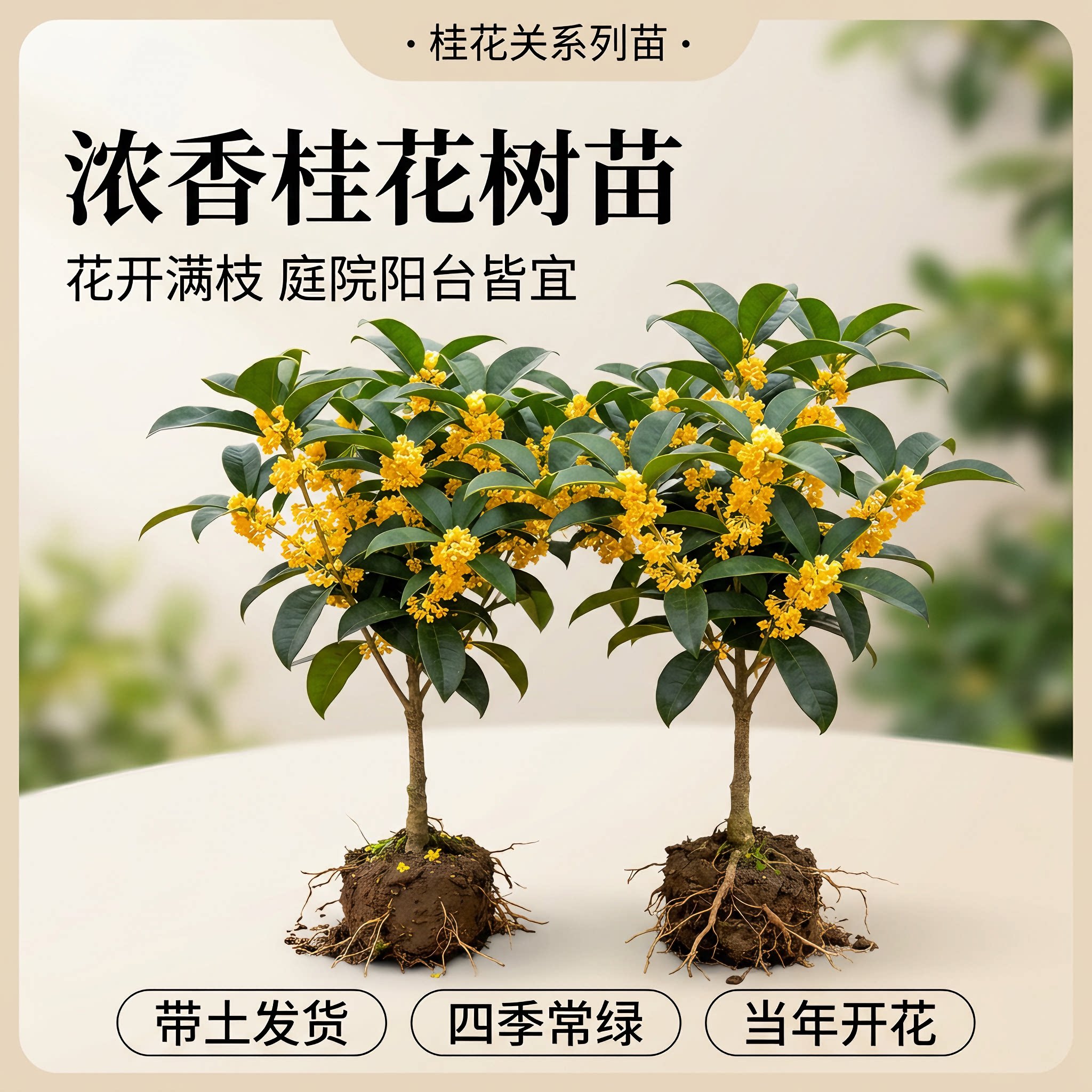 桂花树苗大树室内花卉盆栽丹桂八月金桂庭院室外阳台植物四季开花