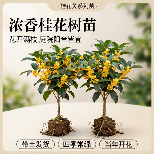 桂花树苗大树室内花卉盆栽丹桂八月金桂庭院室外阳台植物四季开花