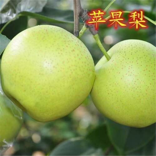 新品种嫁接苹果梨树苗正宗