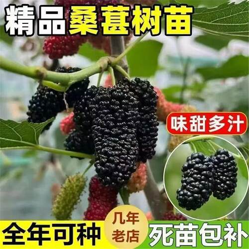 桑葚树苗大果新品种桂花蜜