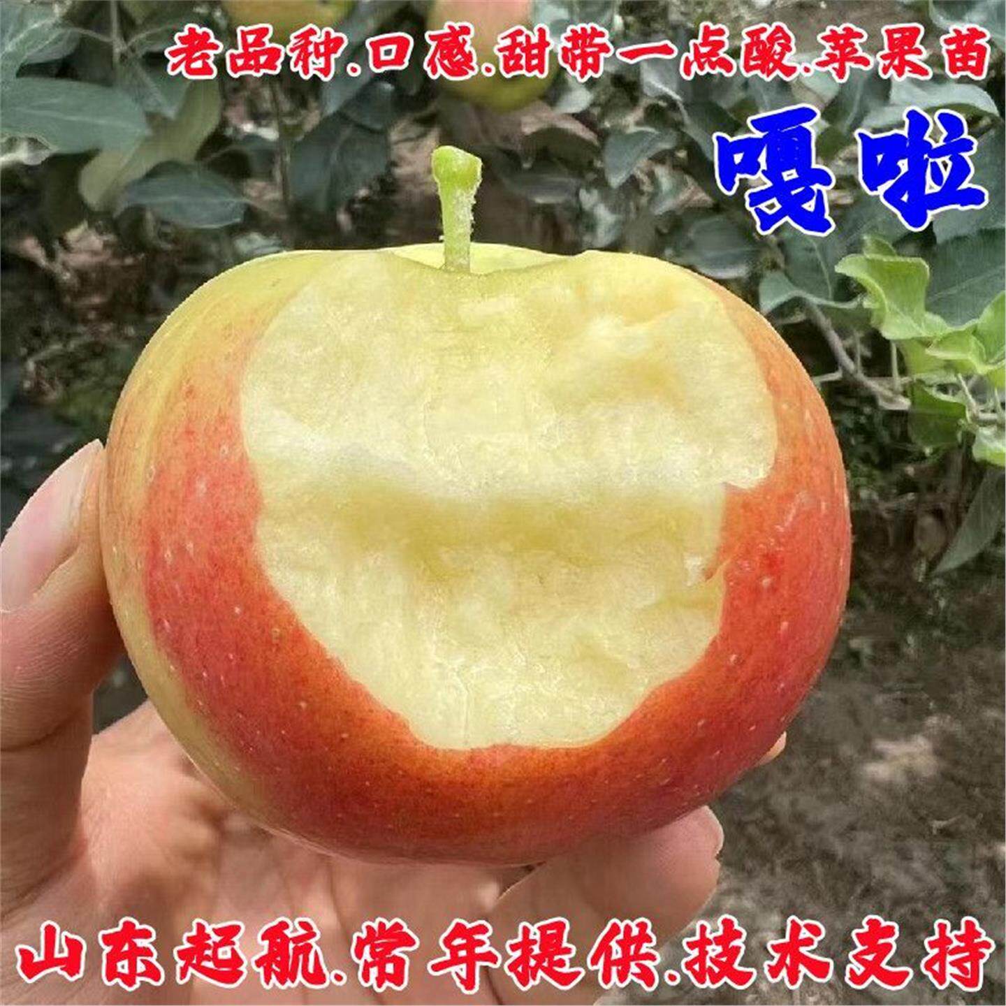 嫁接早熟太平洋嘎啦苹果树图片