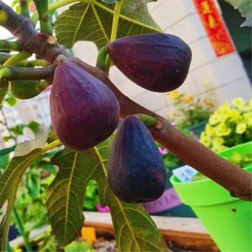 紫色波尔多无花果树苗南北