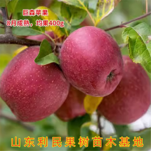 巨森苹果树苗南北方种植品