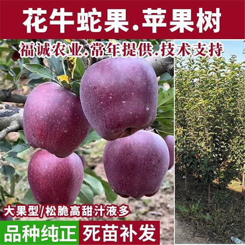 嫁接天水花牛苹果树苗盆栽