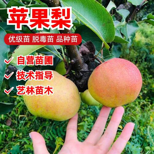 延边苹果梨树苗嫁接晚熟东