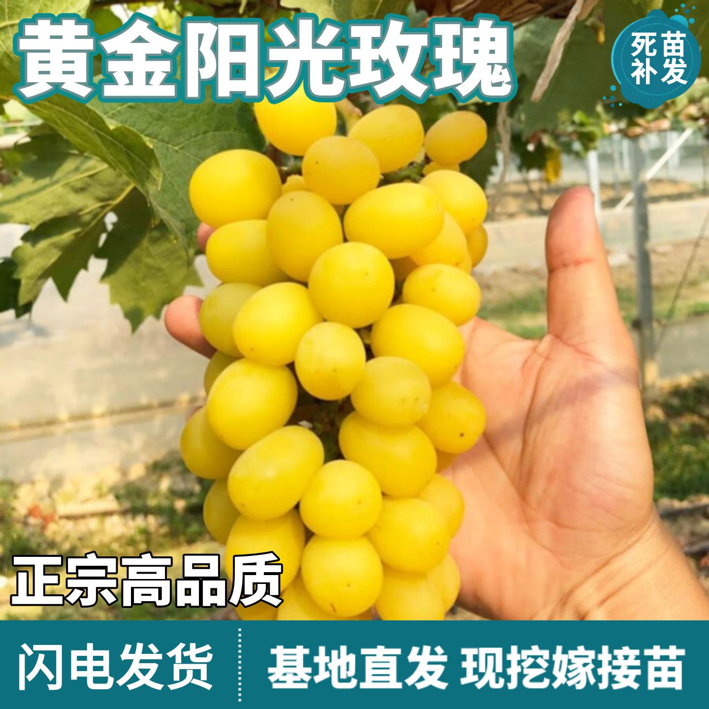 黄金阳光玫瑰葡萄树苗南北方盆栽庭院地栽阳台嫁接耐寒无籽葡萄苗
