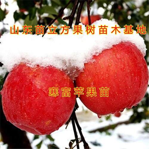 寒富苹果树苗晚熟早盆栽地