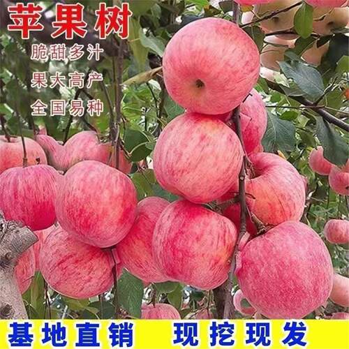 嫁接红富士苹果树苗世界一