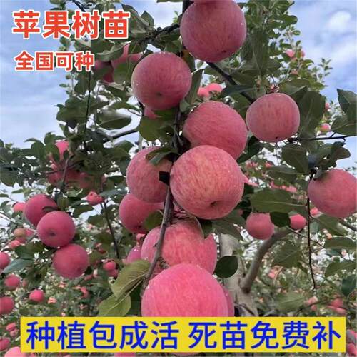 嫁接苹果树苗红富士冰糖心