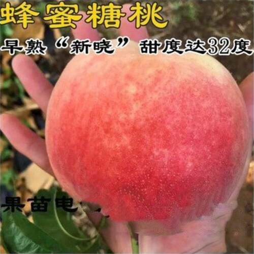 早熟桃树苗新晓蜂蜜糖甜