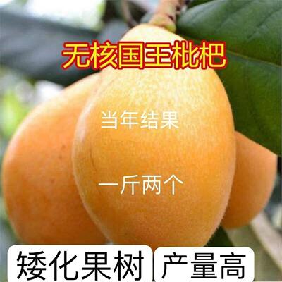 一斤2个大果无核国王枇杷