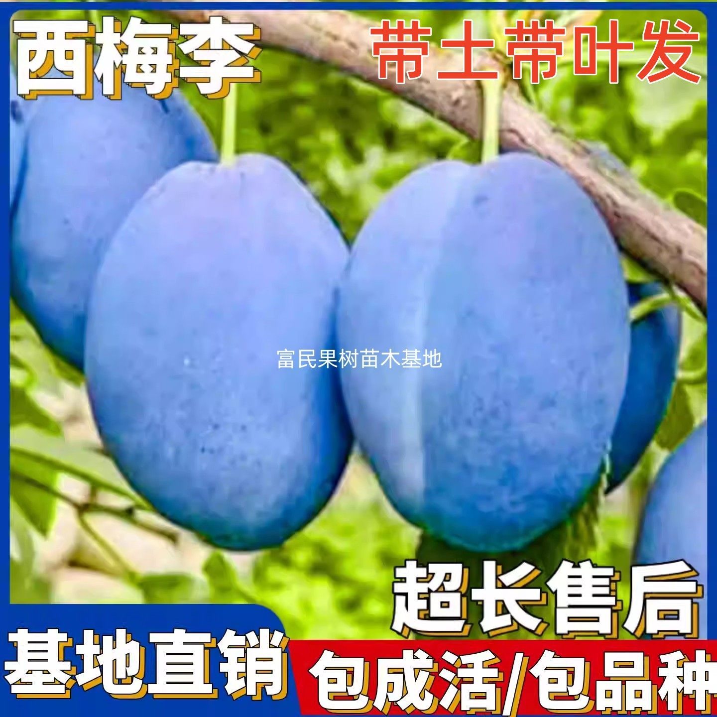 西梅树苗嫁接新品种蓝蜜李