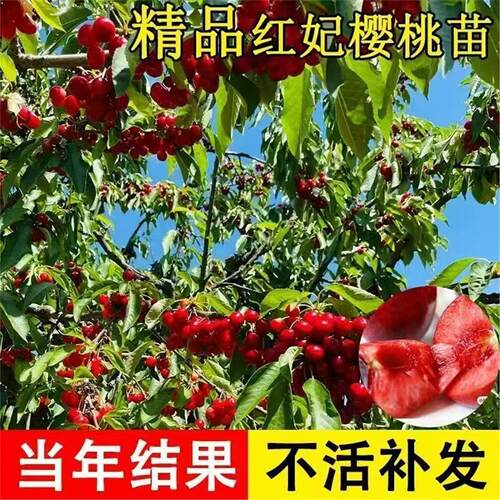 樱桃树苗嫁接红妃矮化早熟