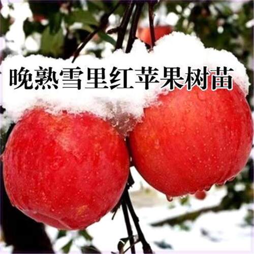 正宗山东晚熟寒富苹果树苗