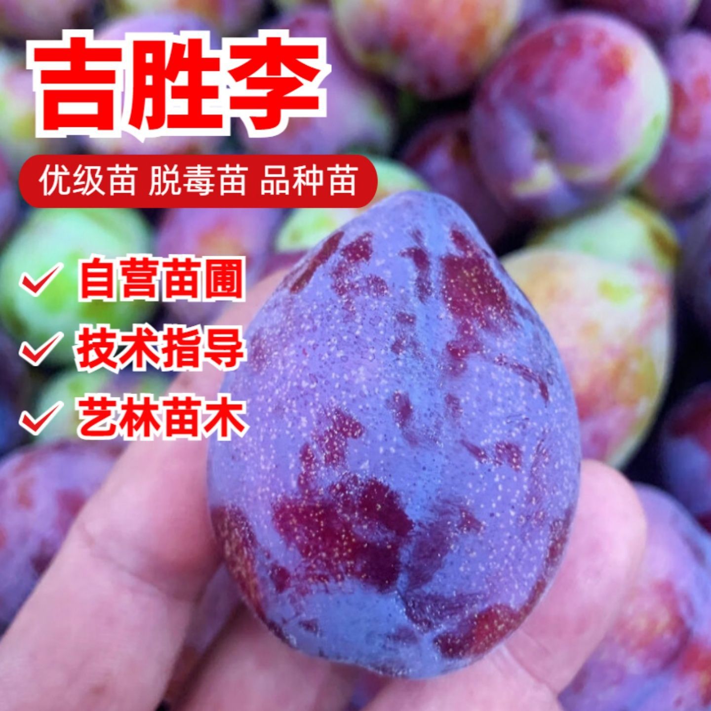 嫁接李子树苗吉胜桃形东北