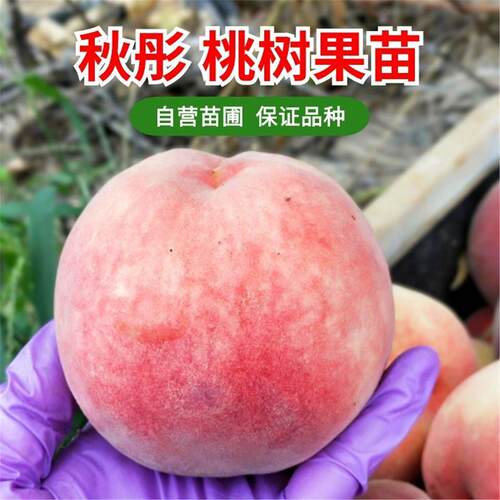 秋彤桃树苗嫁接晚熟中水蜜