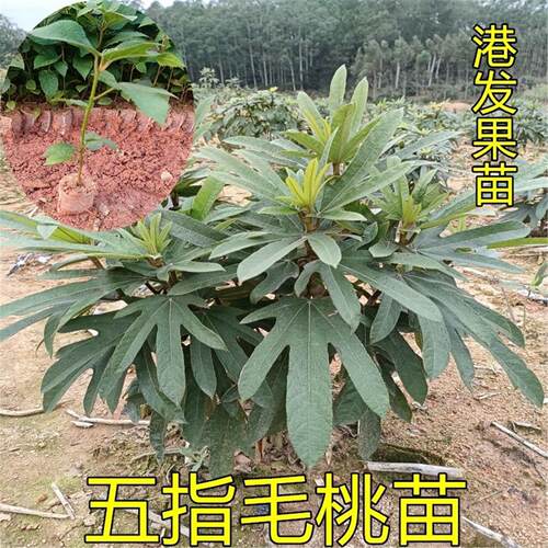 五指毛桃苗树南方庭院种植