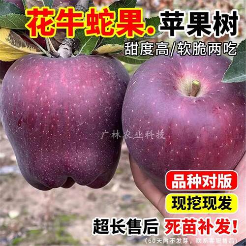 苹果树苗嫁接甘肃天水花牛