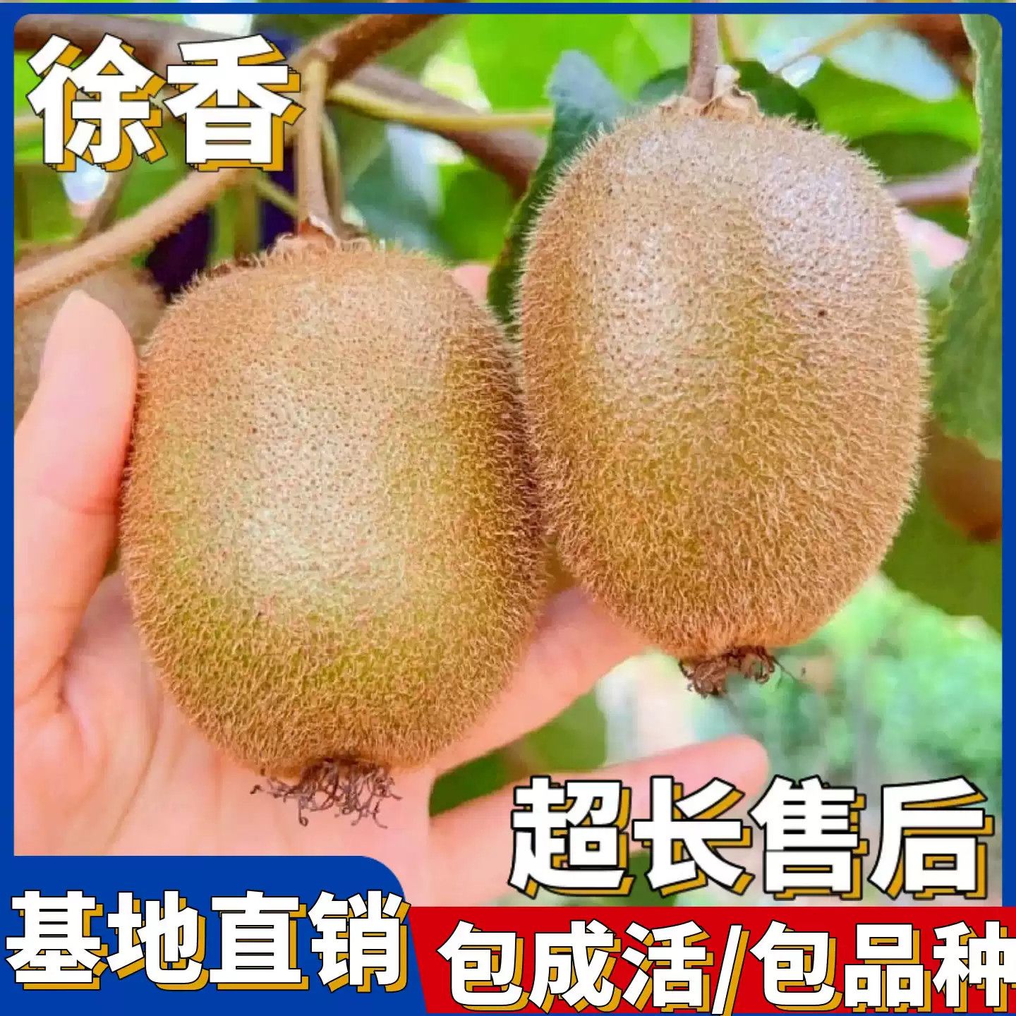 徐香猕猴桃树果苗陕西南北图片