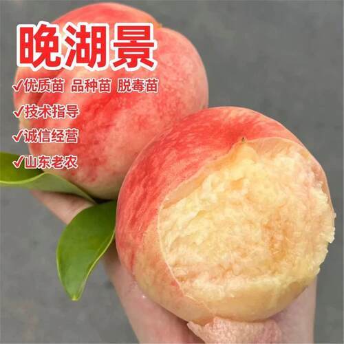 晚熟桃树果苗无锡阳山湖景