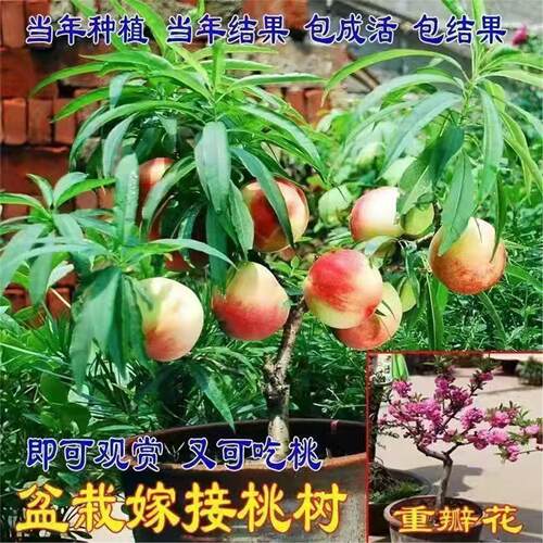 矮化盆栽桃树苗中华寿地南