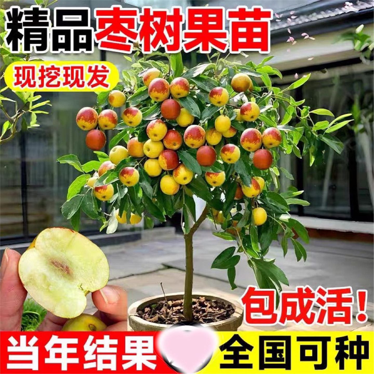 沾化冬枣树苗正宗果脆矮盆图片
