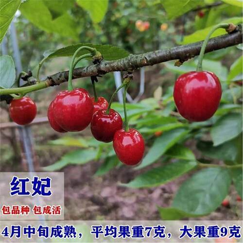 南方特早熟小樱桃树苗红妃