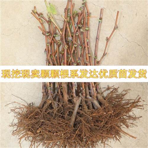 不搭架阳光玫瑰葡萄树苗南