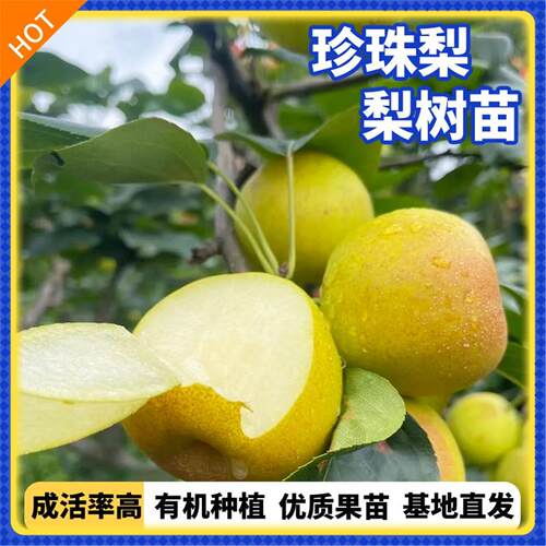 梨树苗嫁接珍珠早熟盆栽地