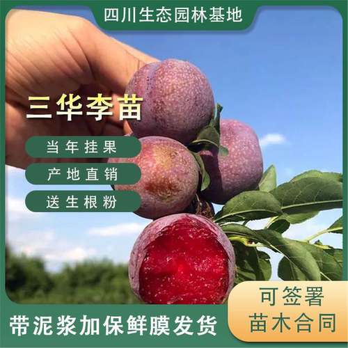 李子树苗三华早熟大蜜鸡麻
