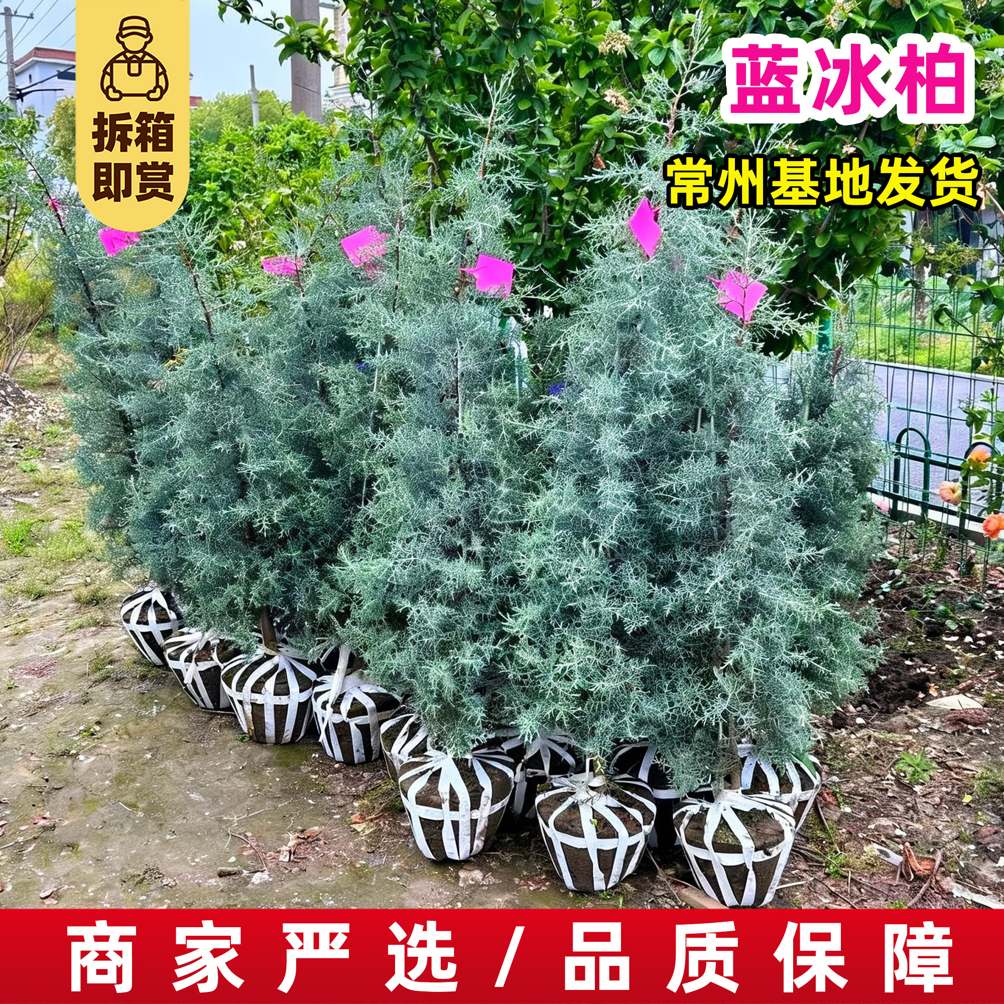 蓝冰柏四季常青耐寒耐热好养