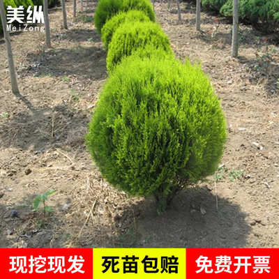 洒金柏黄金柏树苗庭院绿化