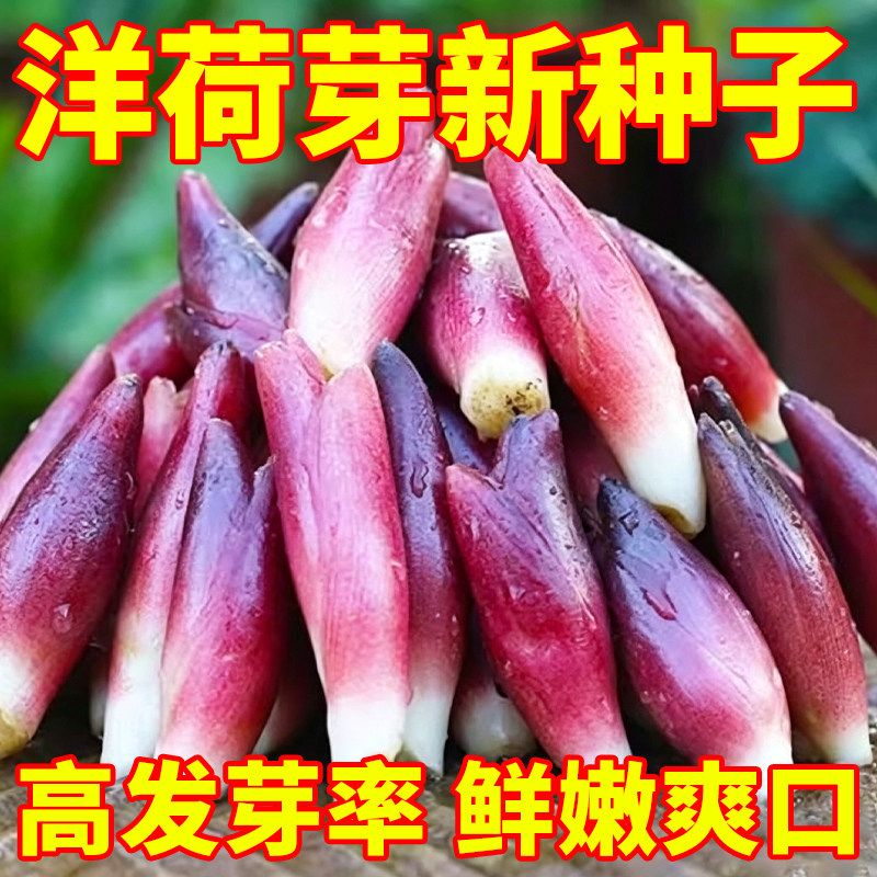 正品食用洋荷芽种子洋荷种子洋荷种苗洋霍阳合洋姜荷四季播蔬菜种