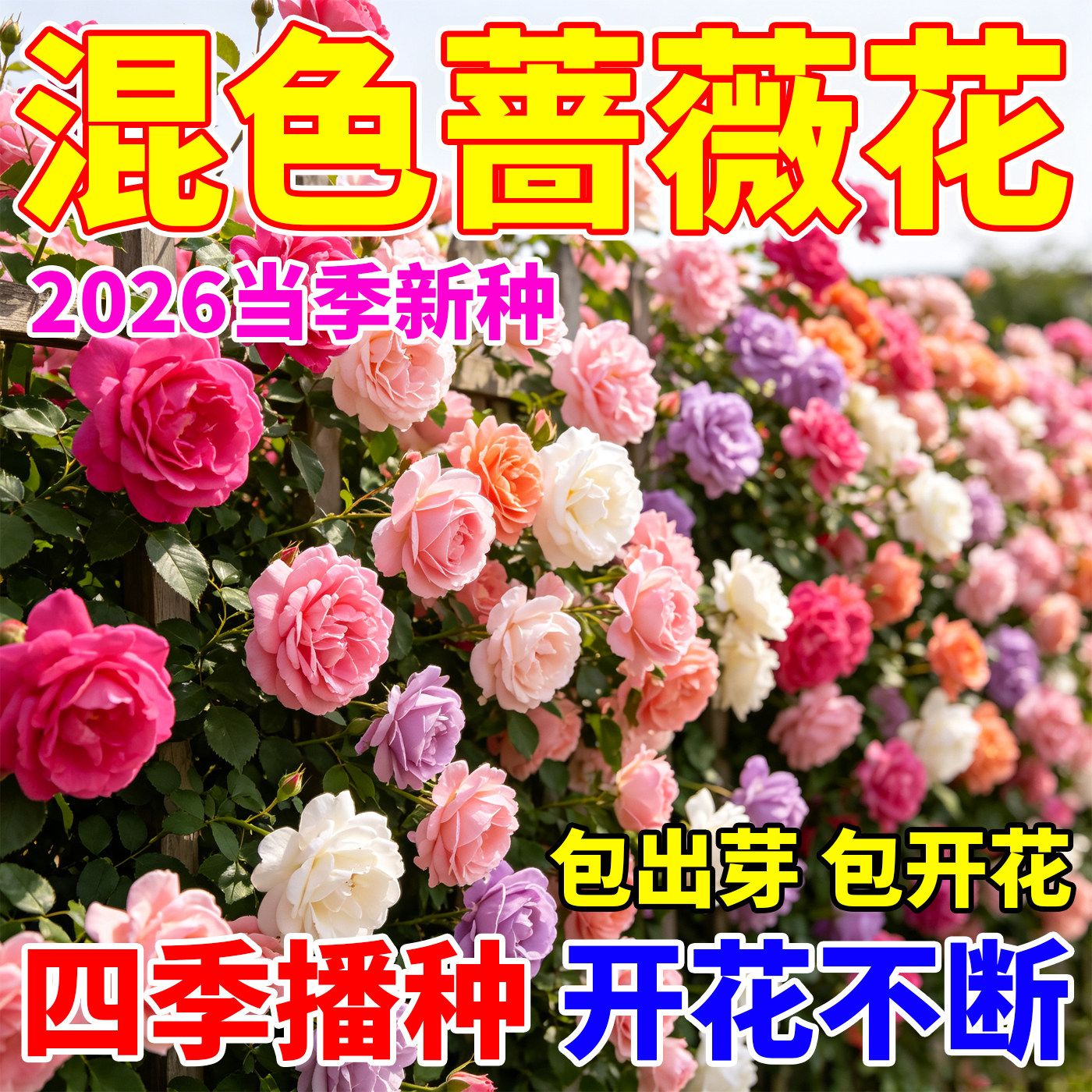 蔷薇花种子爬藤蔷薇花四季开花室内室外阳台庭院盆栽四季可种花种
