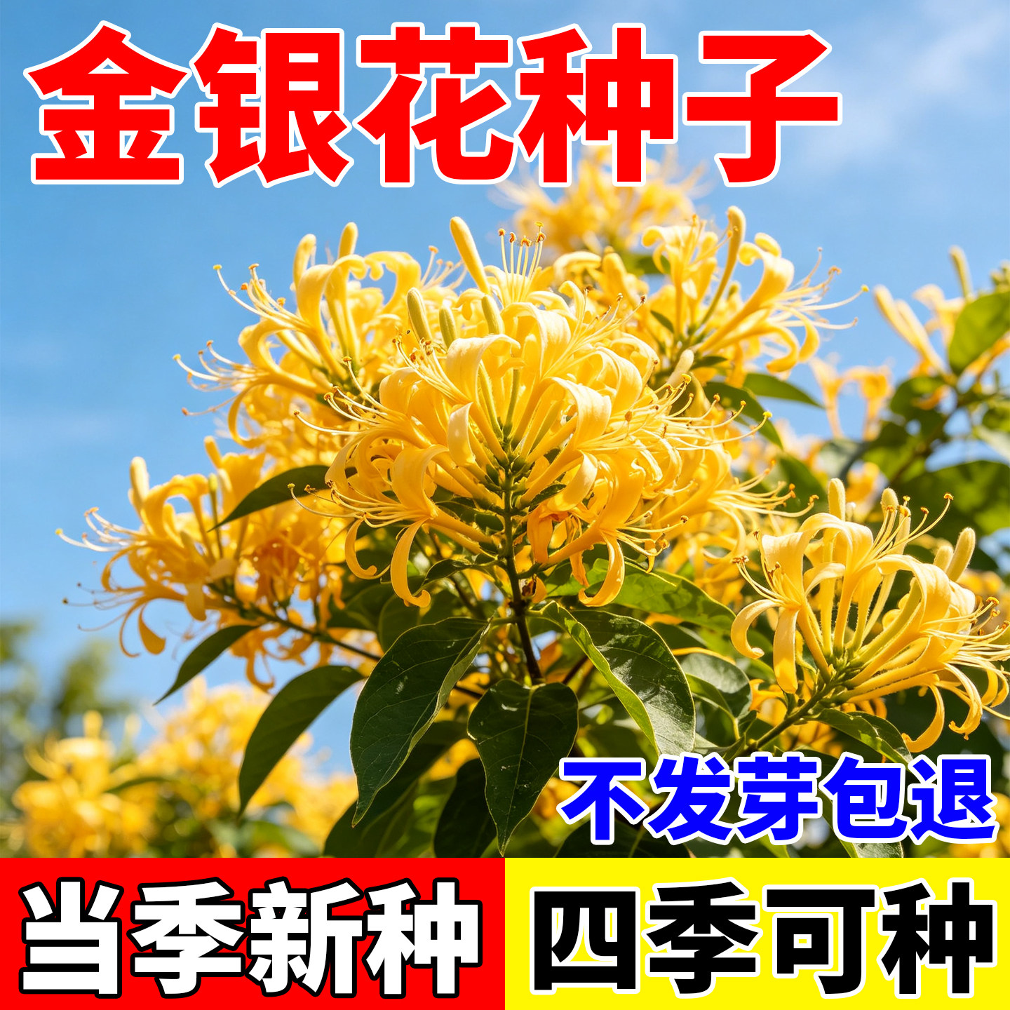 金银花种子忍冬花籽爬藤藤本植物可食用泡茶种籽药用植物花卉盆栽
