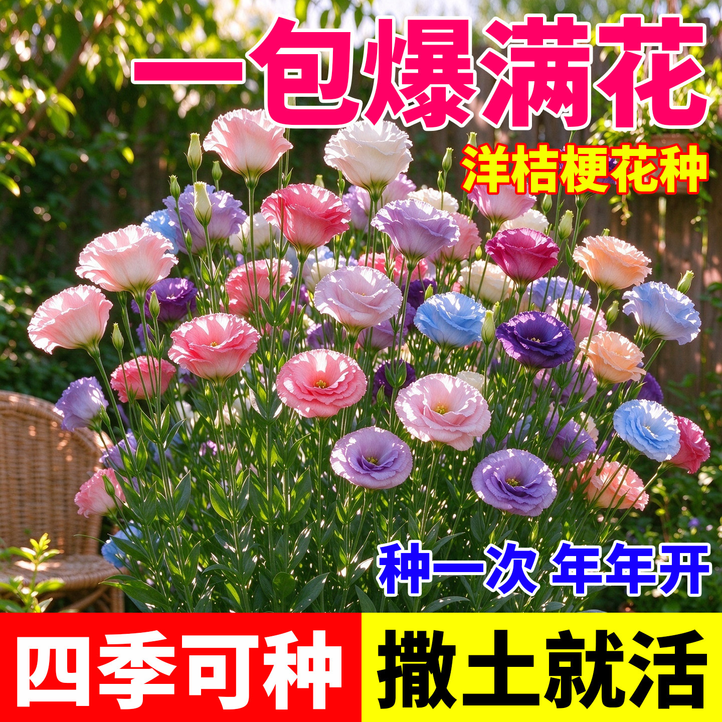 洋桔梗花种子花苗四季种易种室内室外阳台盆栽好养易活花种子大全