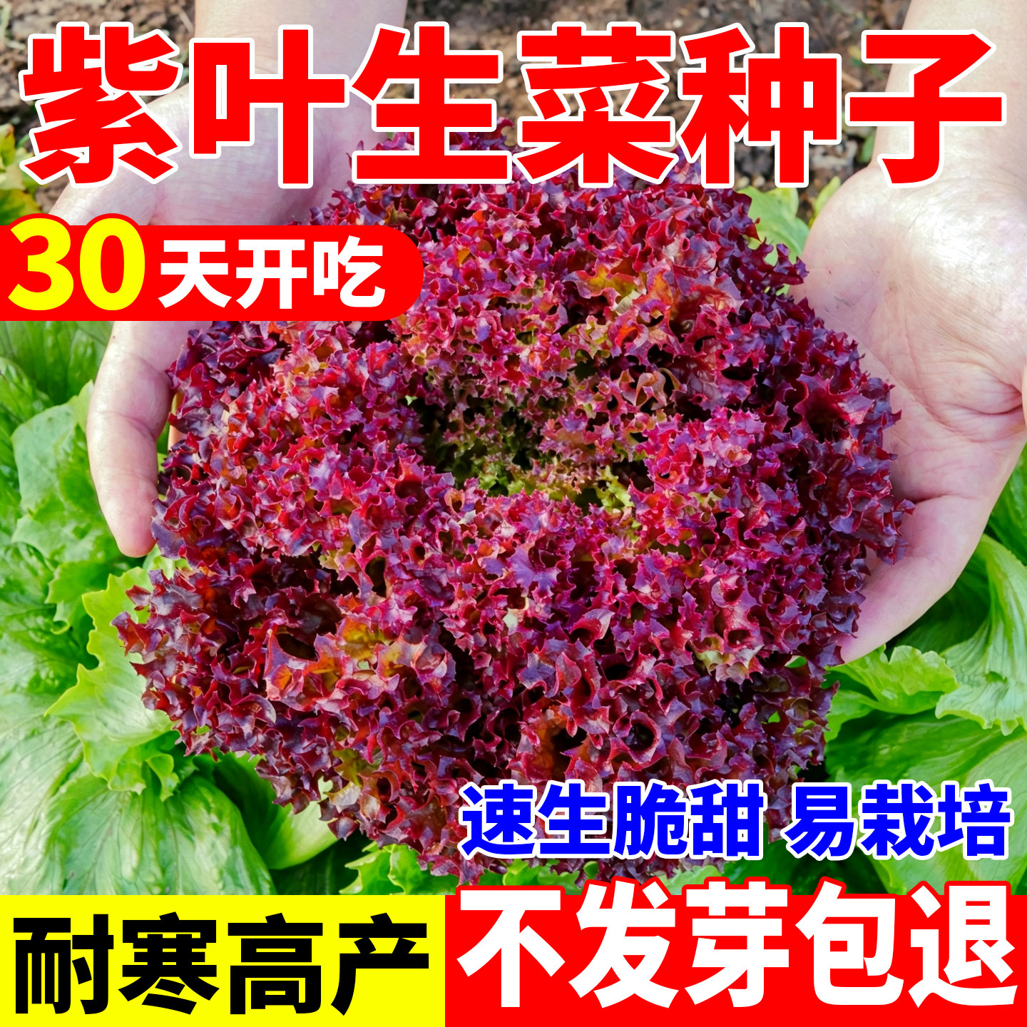 紫叶生菜种子有机沙拉菜种子四季种植四季庭院盆栽耐寒沙拉菜种子