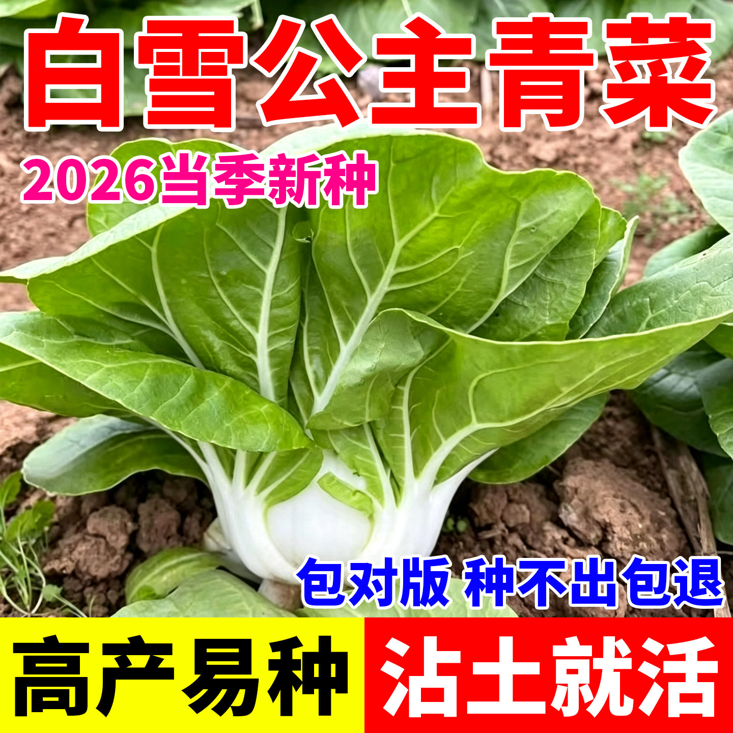 白雪公主矮脚白菜种子四季青菜奶白菜阳台盆栽大田四季蔬菜种子