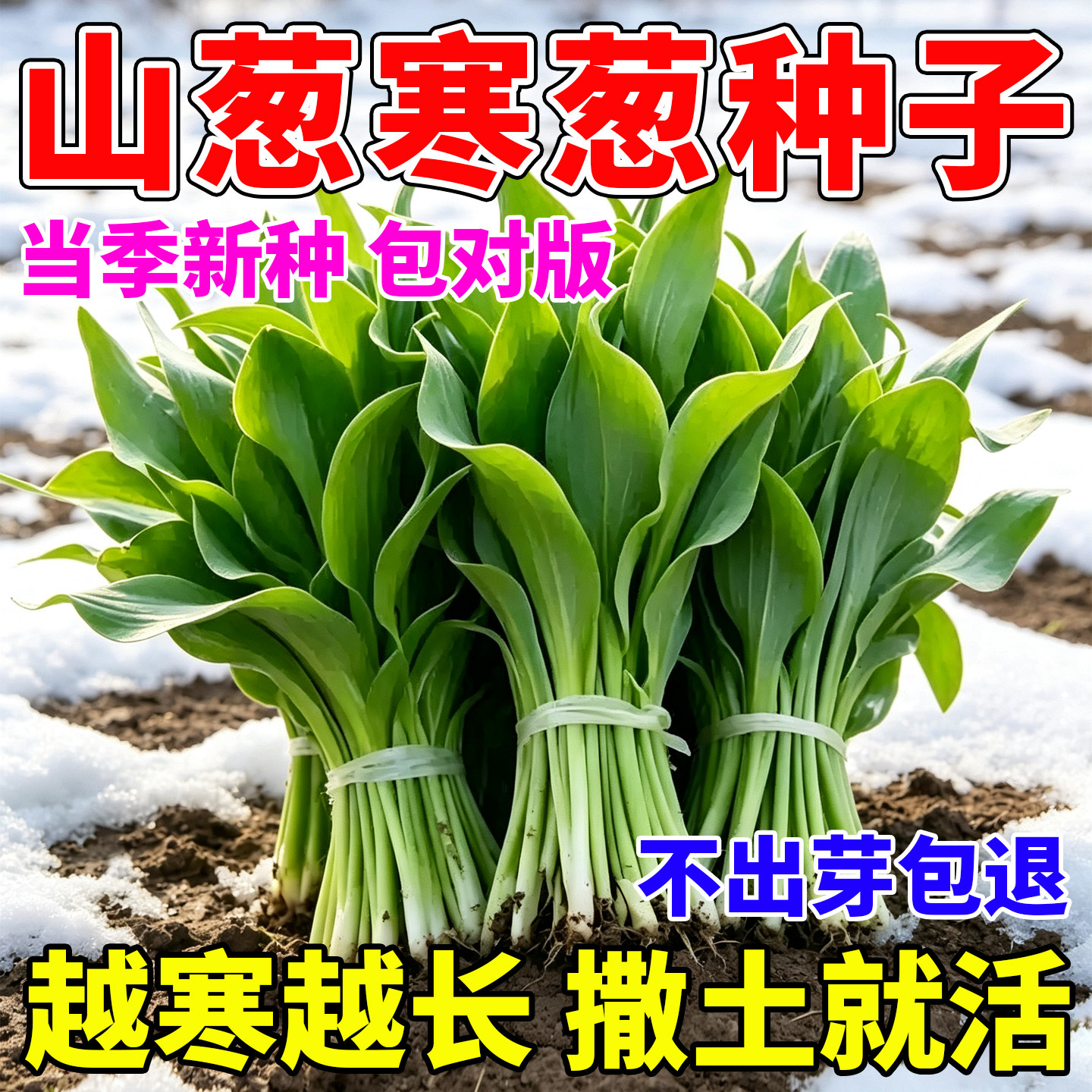 东北野生山葱种子2026当季新鲜寒葱鹿耳韭种籽四季阳台盆栽庭院