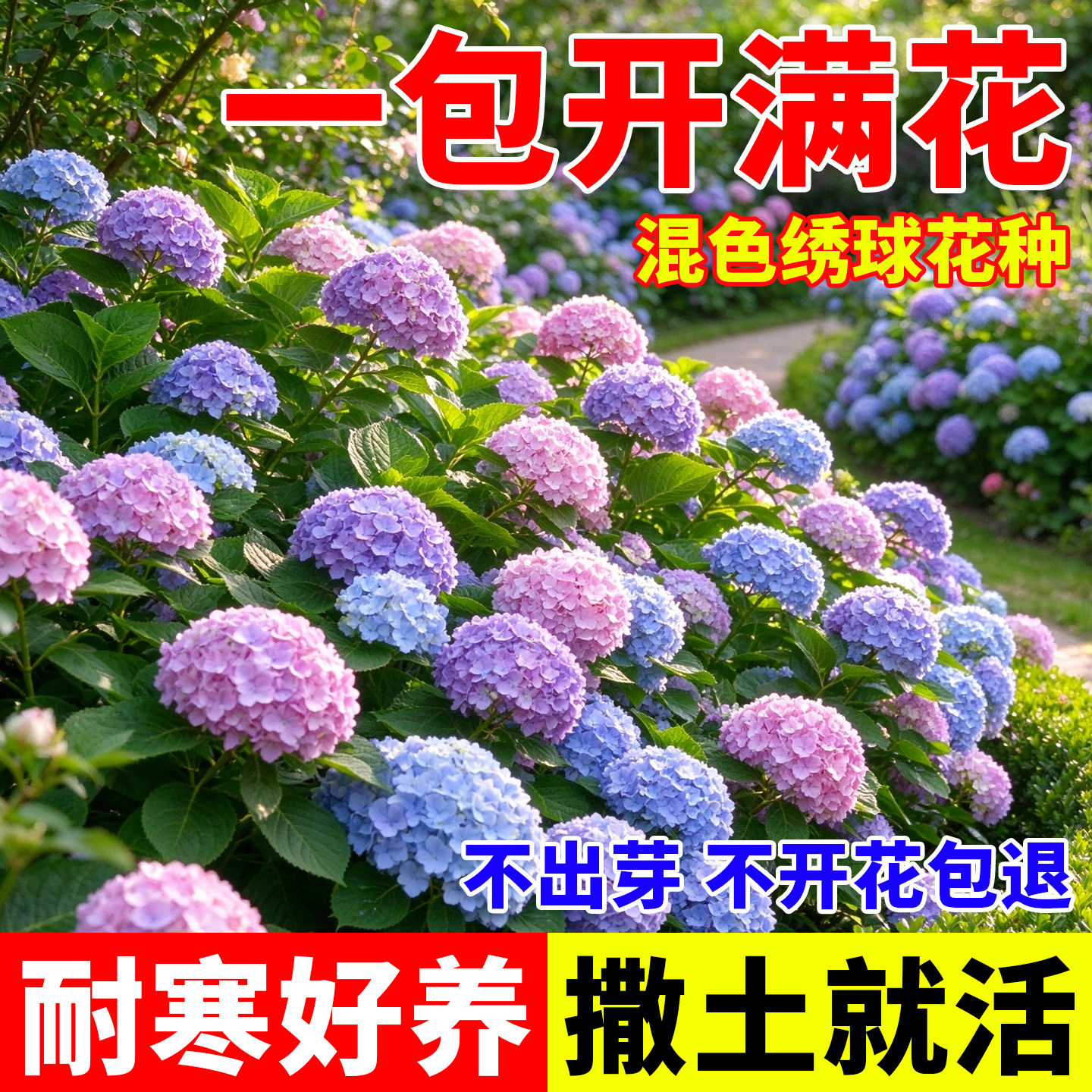 绣球花种子重瓣混色花种子四季播种开花多年生花籽阳台庭院盆栽花