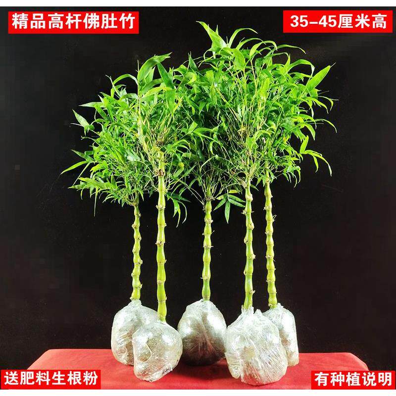 高杆佛肚竹 罗汉竹盆景 室内盆桌面绿植
