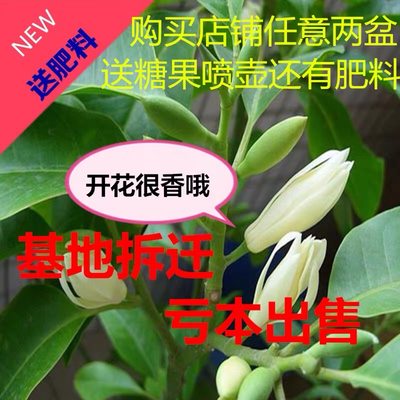 白兰花基地直发四季开花